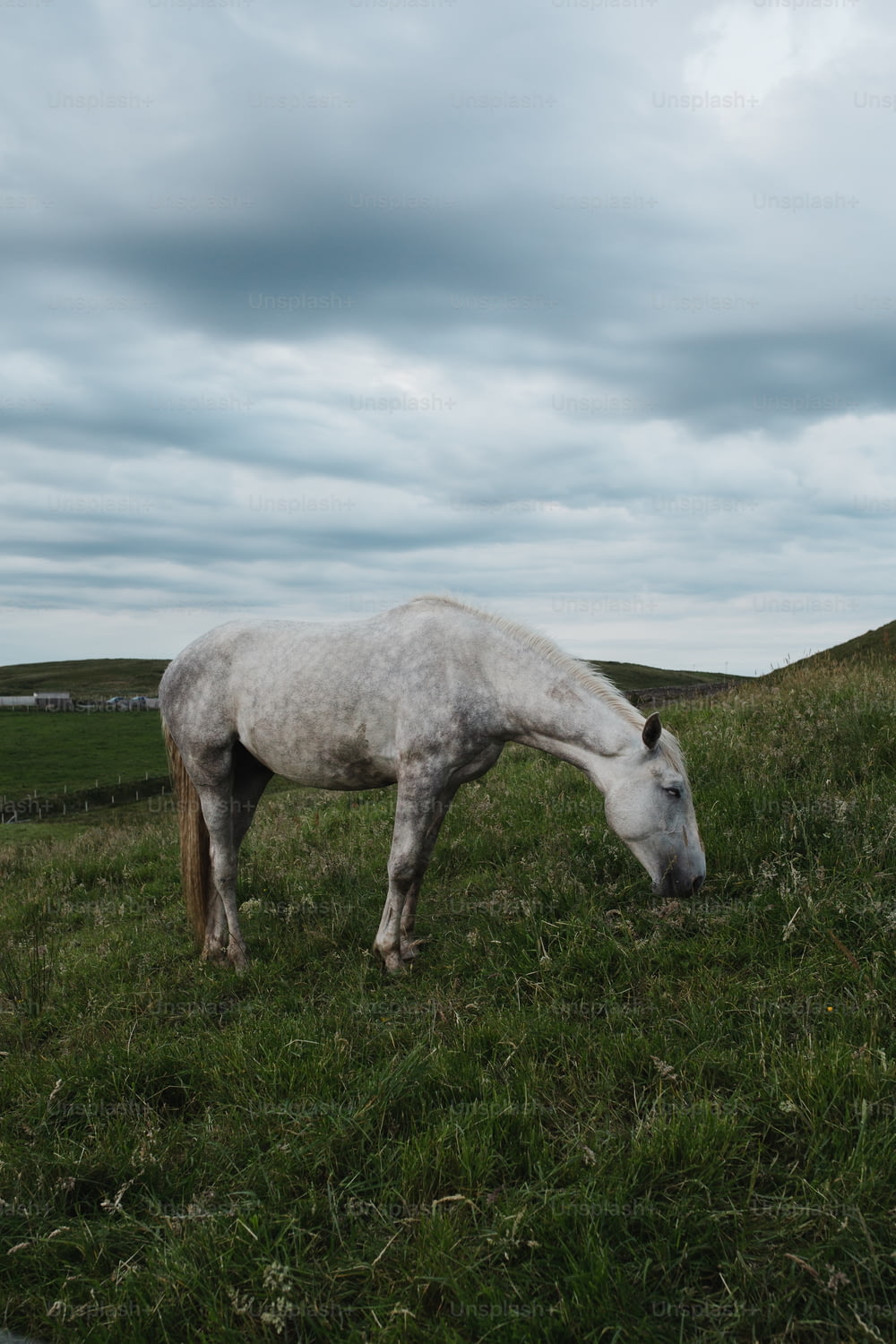 a white horse eating grass in a field