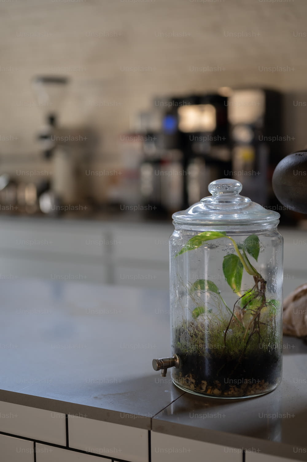 un barattolo di vetro pieno di piante in cima a un bancone