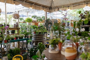 una stanza piena di molte piante e piante in vaso
