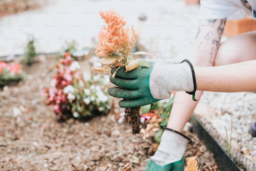 a person wearing gardening gloves holding a plant