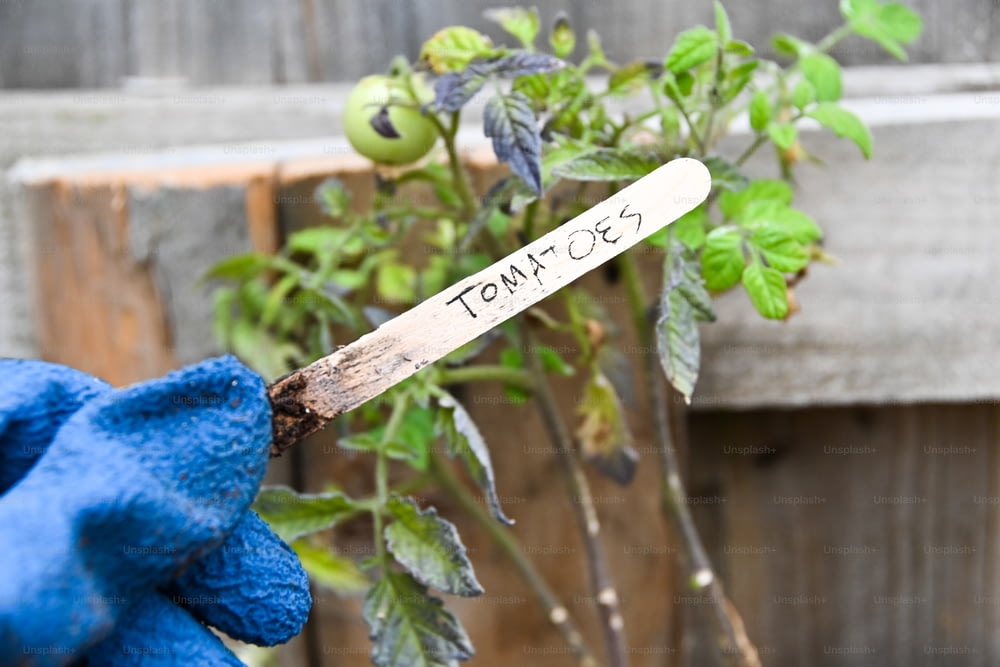 a blue gloved hand holding a plant with a name tag on it