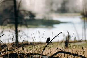 Ein Vogel, der auf einem Ast auf einem Feld sitzt