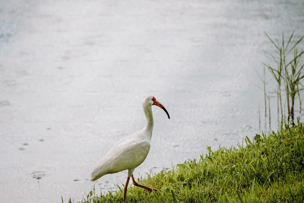 a white bird with a long beak standing on the edge of a body of water