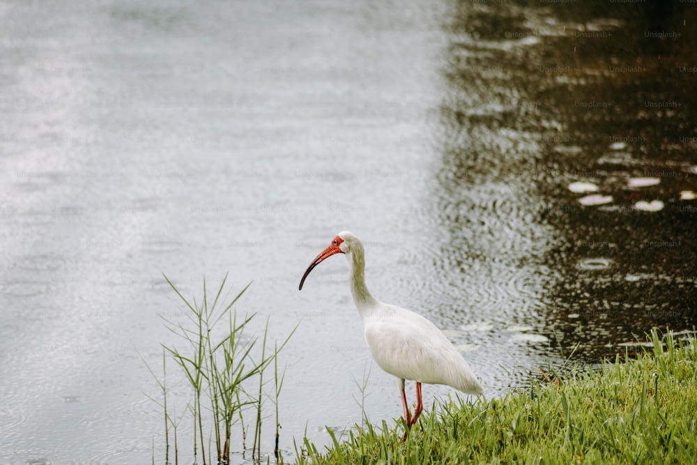 Un pájaro blanco parado junto a un cuerpo de agua