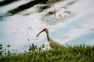Un pájaro blanco con un cuello largo parado en la hierba
