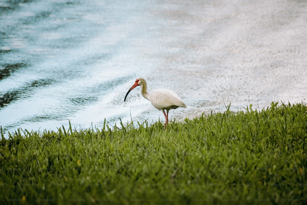 Un oiseau blanc debout au sommet d’un champ verdoyant