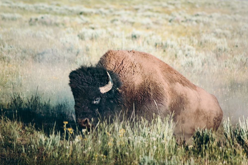 a bison standing in a field of tall grass