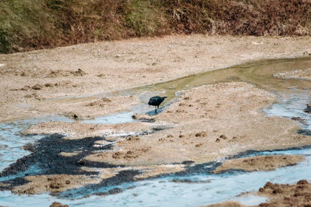 a bird is standing in the mud near the water
