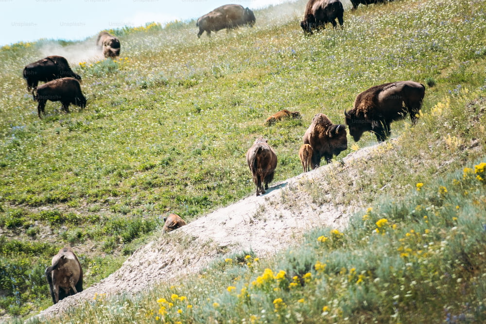 a herd of bison grazing on a lush green hillside