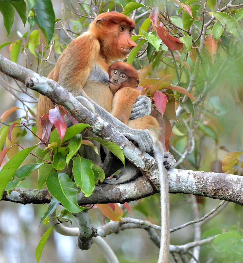 Una hembra de mono narigudo (Nasalis larvatus) alimenta a un cachorro en el árbol en un hábitat natural. Mono de nariz larga, conocido como bekantan en Indonesia. Endémica de la isla de Borneo, en el sudeste asiático. Indonesia