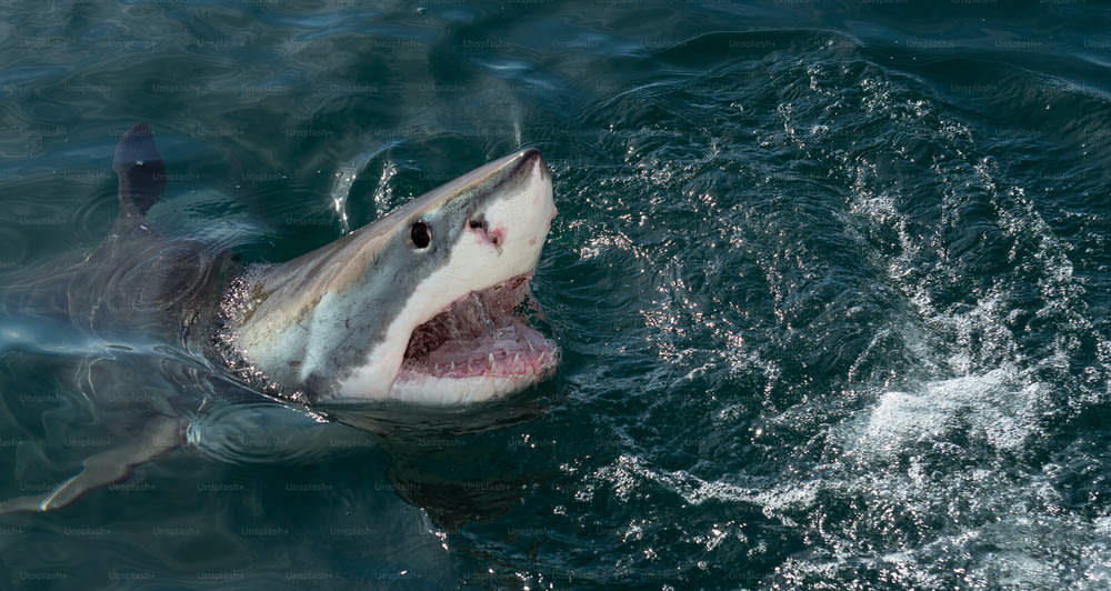 Grande squalo bianco, Carcharodon carcharias, con la bocca aperta. Grande squalo bianco (Carcharodon carcharias) nell'acqua dell'oceano un attacco. Caccia a un grande squalo bianco (Carcharodon carcharias). Sud Africa.