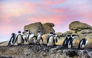 Pinguins africanos na pedra ao pôr do sol. Pinguim africano, nome científico: Spheniscus demersus, também conhecido como o pinguim jackass e pinguim de patas pretas. Colônia de pedregulhos. África do Sul.