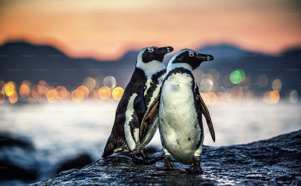 Afrikanische Pinguine an der Felsenküste bei Sonnenuntergang in der Dämmerung. Afrikanischer Pinguin (Spheniscus demersus) auch bekannt als Jackass-Pinguin und Schwarzfußpinguin. Felsbrockenkolonie. Kapstadt. Südafrika