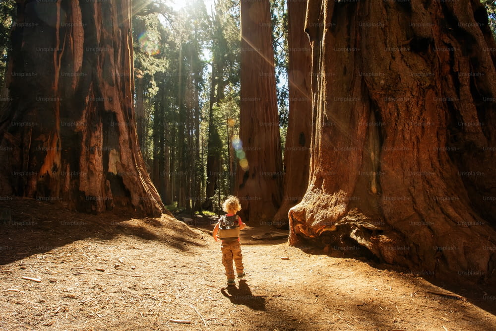 boy visit Sequoia national park in California, USA