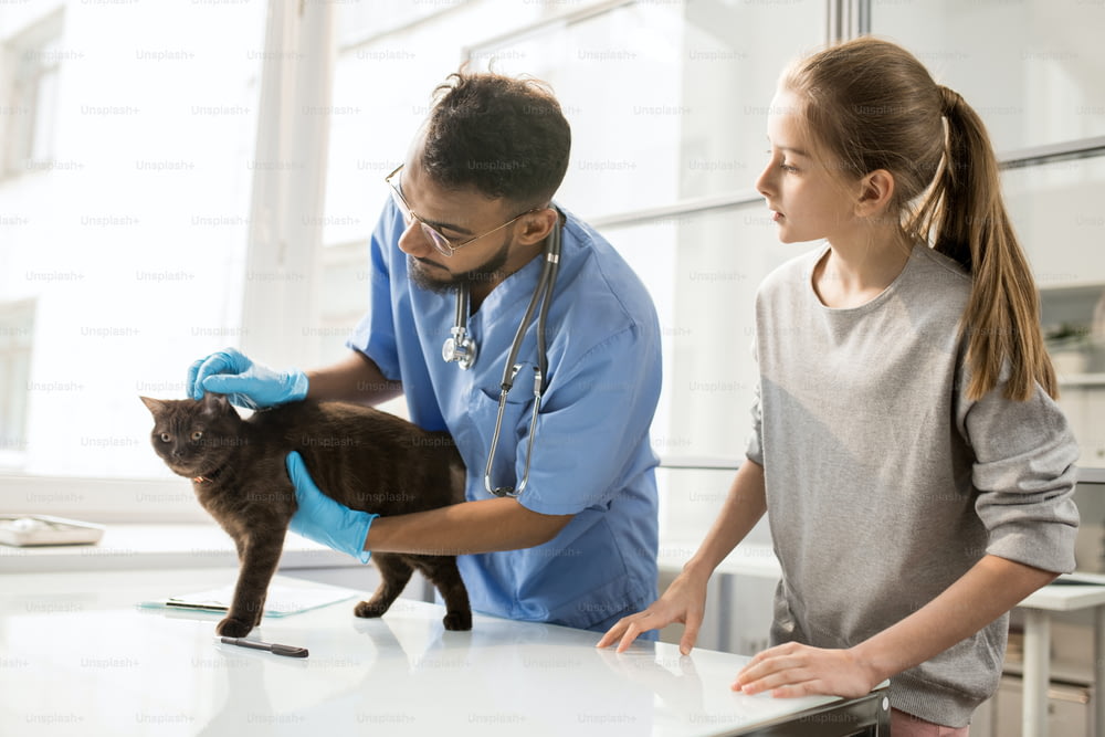 Young professional vet doctor in uniform and gloves checking ears of cat during medical examination