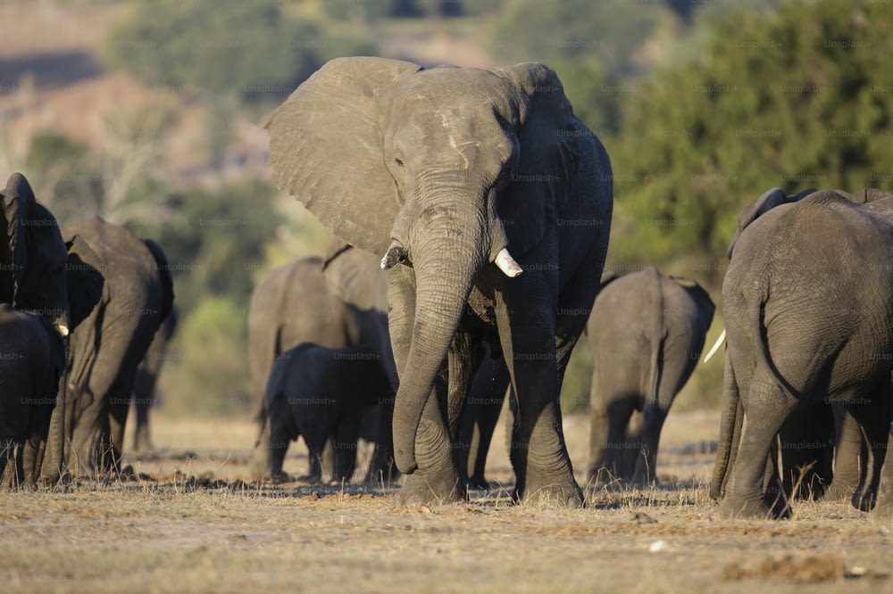 Manada de elefantes nas margens do rio Chobe, Botsuana.