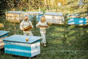 Two beekeepers in protective uniform walking with honeycombs while working on a traditional apiary. Concept of beekeeping and small farming