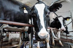 Schwarz-weiße Schnauze einer Milchkuh, die Sie ansieht, während Sie hinter dem Zaun auf dem Hintergrund anderer Rinder stehen