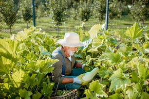 Agronomo anziano ben vestito che raccoglie zucchine in un orto biologico durante un tempo soleggiato. Concetto di coltivazione di prodotti biologici e pensionamento attivo