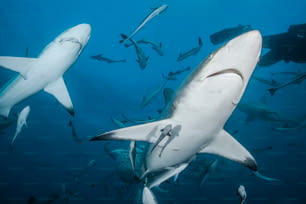 Una coppia di squali in Sudafrica