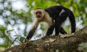 화이트는 열대 우림의 코스타리카에서 카푸 친 원숭이를 마주했다.