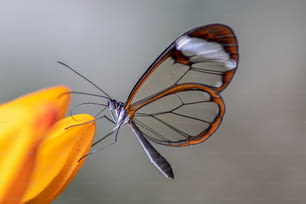 Schöner Glasflügelfalter (Greta oto) in einem Sommergarten auf einer Orangenblüte. Im Amazonas-Regenwald in Südamerika. Presious Tropischer Schmetterling!