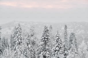 Winter landscape of coniferous forest covered with snow and mountains of Taganay, the Urals, on snowy day