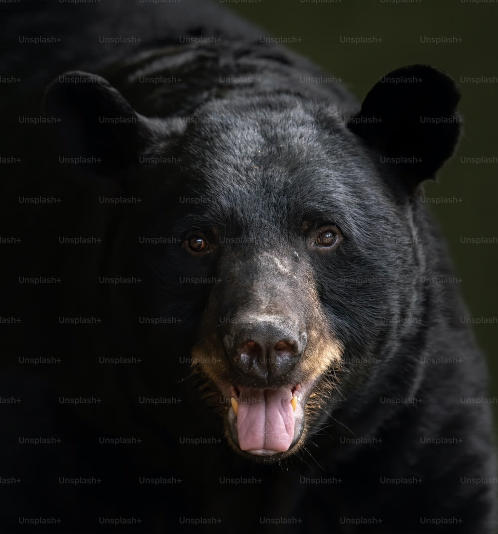 A Black Bear Portrait in the woods.