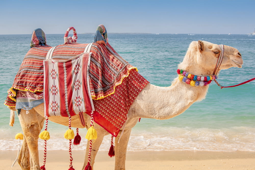 海を背景にデコレーションされたラクダが観光客を待っています。アラビアとアフリカでの冒険