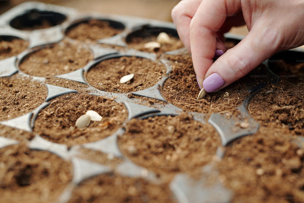 Female gardener hand putting seed into fertile soil or peat in one of small pots