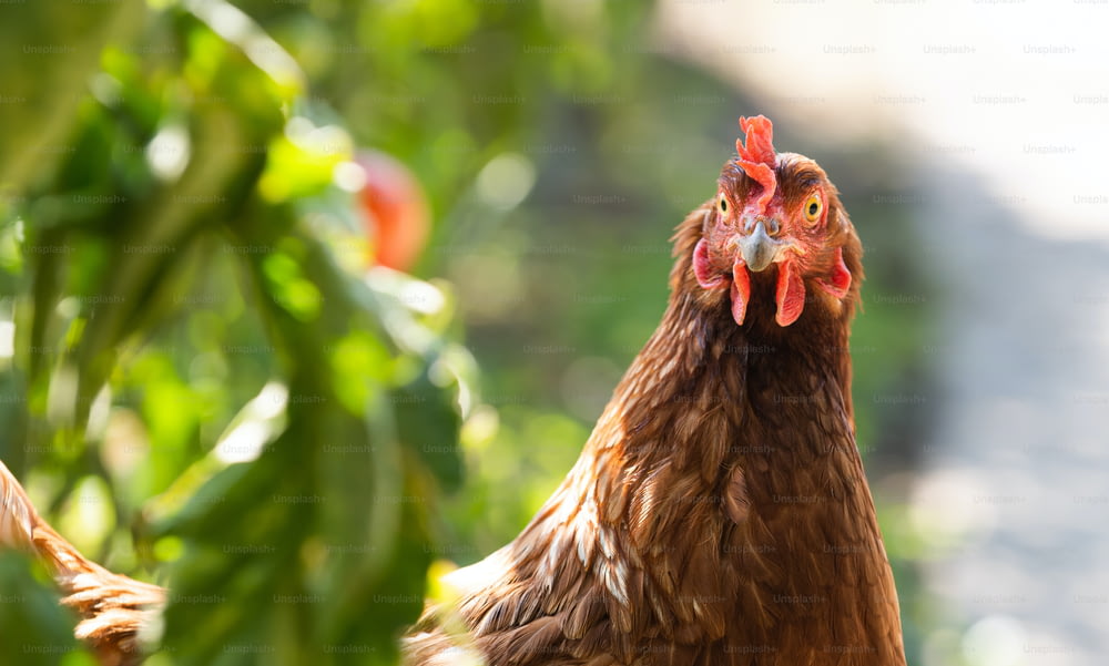 Uma galinha caipira à procura de comida em um campo gramado.