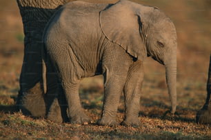 Un elefante bebé de pie junto a un elefante adulto