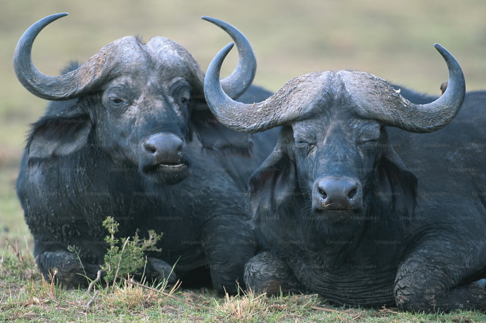 a couple of bulls laying on top of a grass covered field