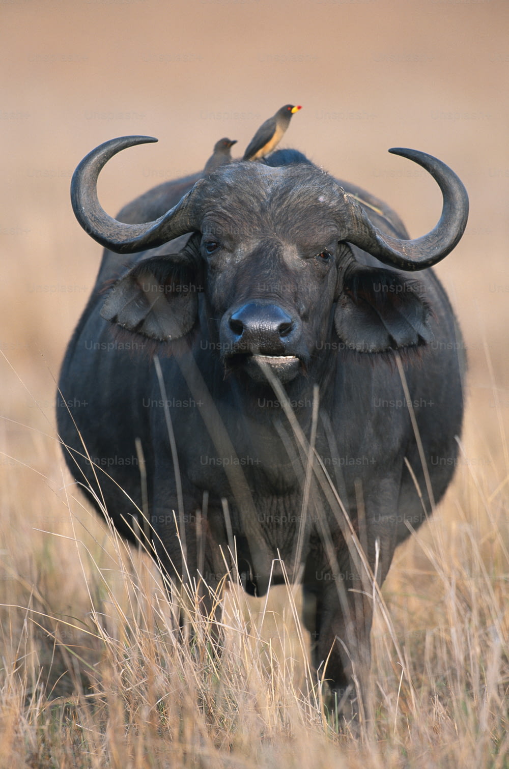 a bull with horns and a bird on its back