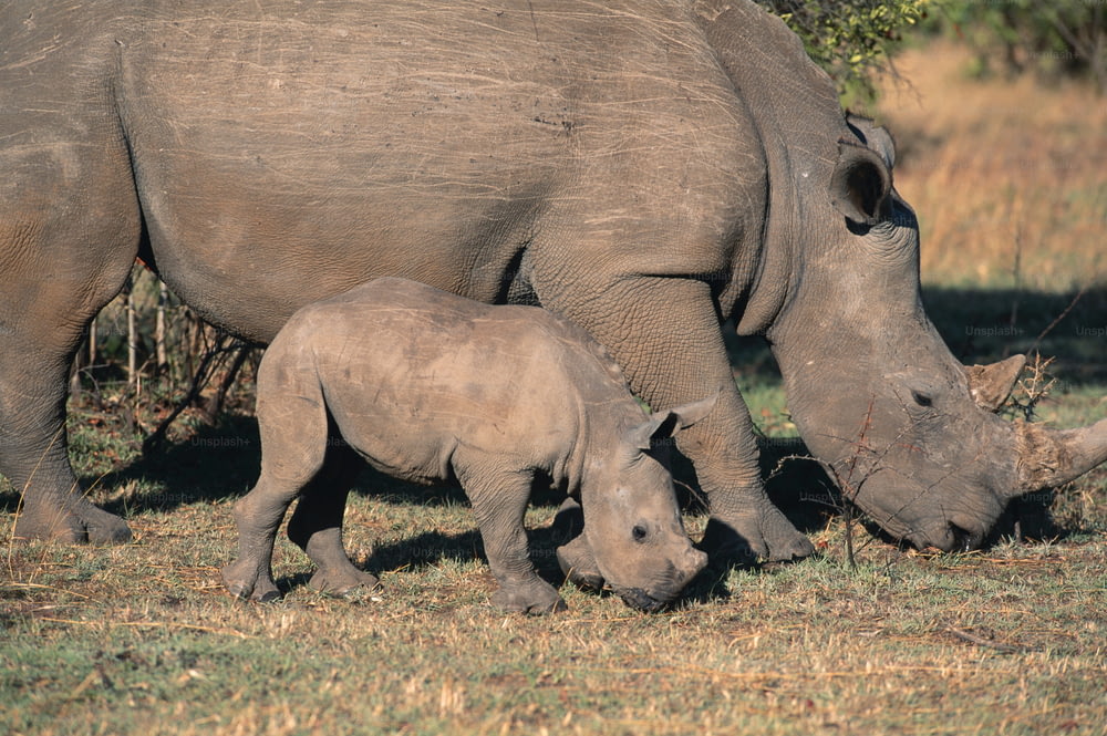 a mother rhino and her baby grazing on grass