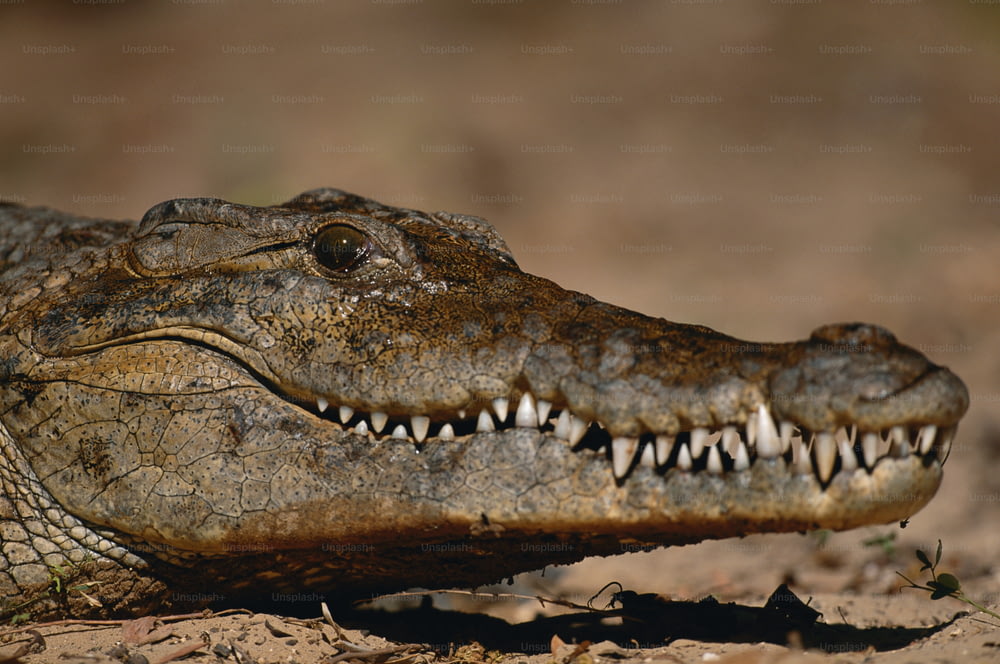 Un primer plano de la cabeza de un cocodrilo con dientes