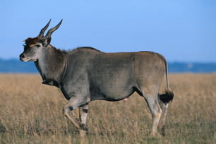 a wildebeest standing in a field of tall grass