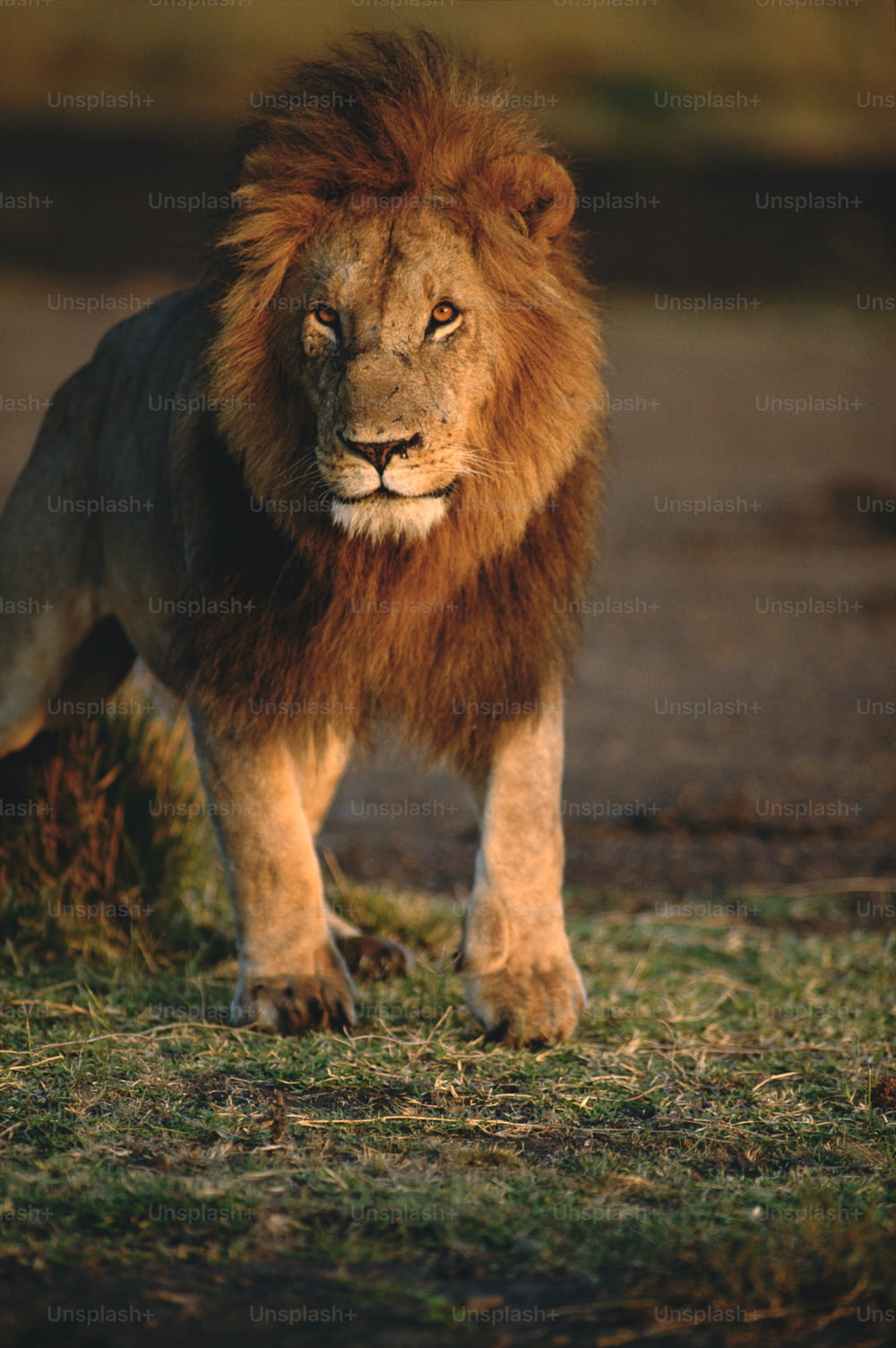 Un león parado en la cima de un campo cubierto de hierba
