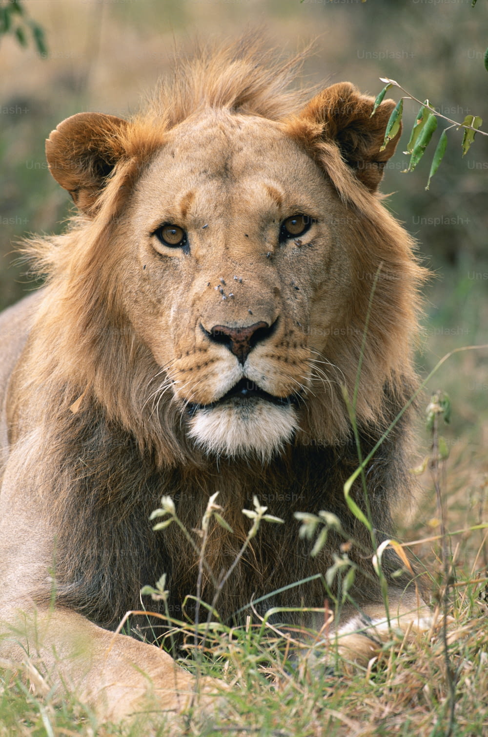 Un primer plano de un león tendido en la hierba