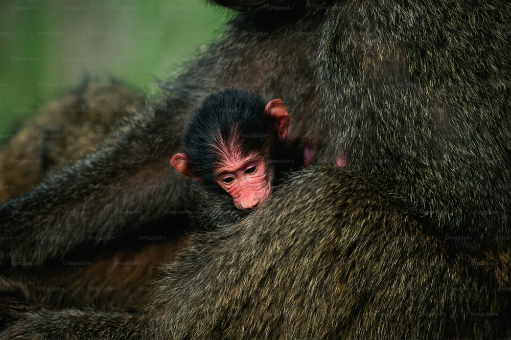 a baby monkey is cuddling with its mother