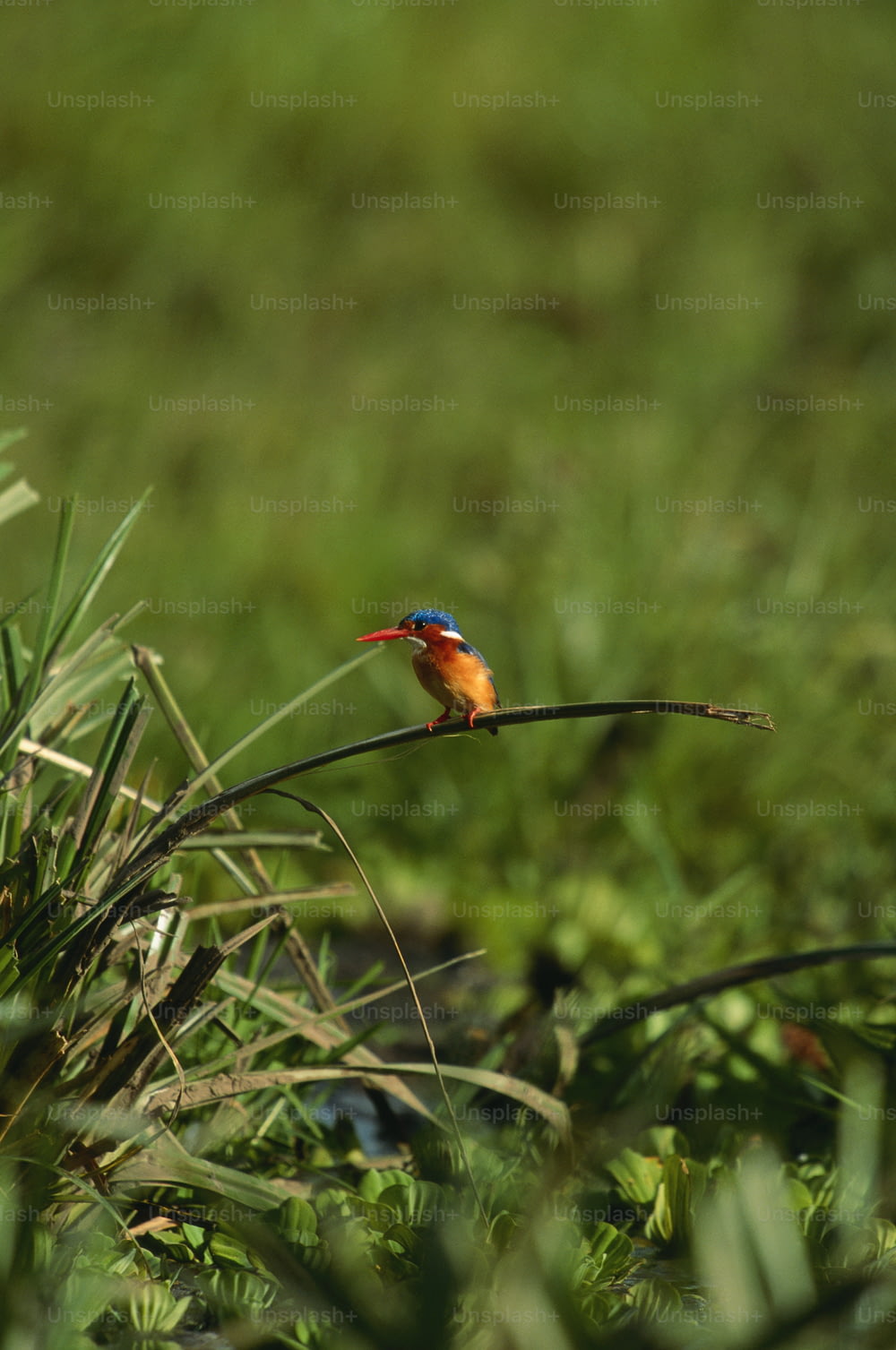 a small colorful bird perched on a thin branch