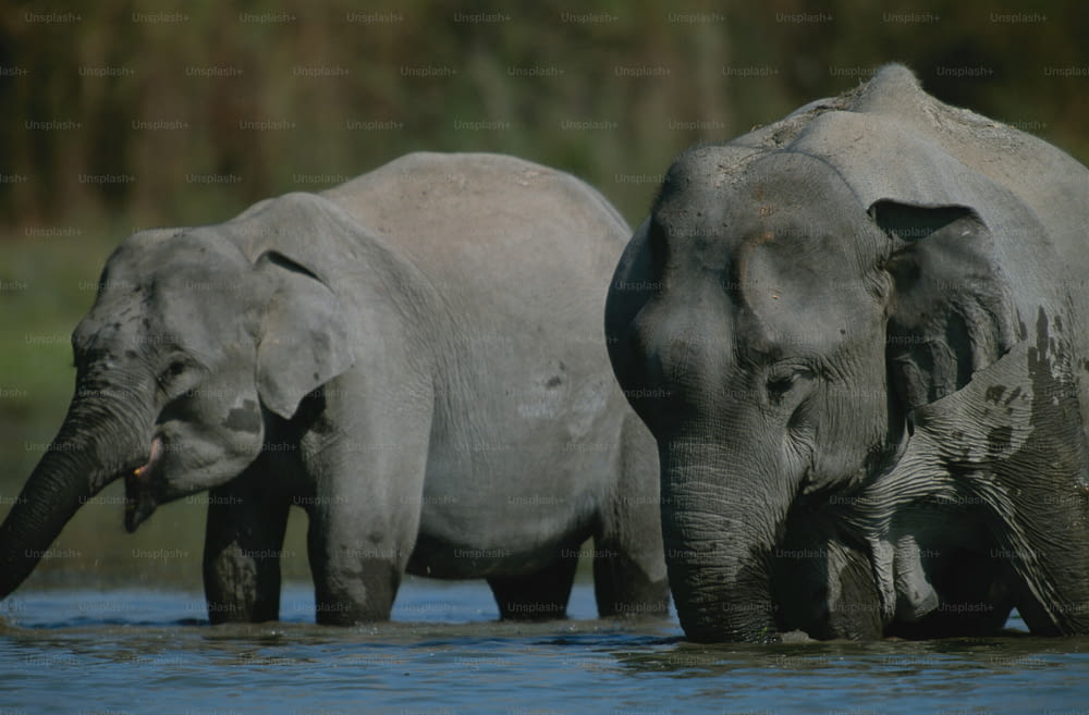 a couple of elephants are standing in the water