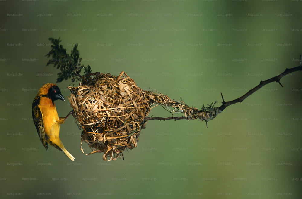Ein Vogel sitzt auf einem Ast mit einem Nest darin