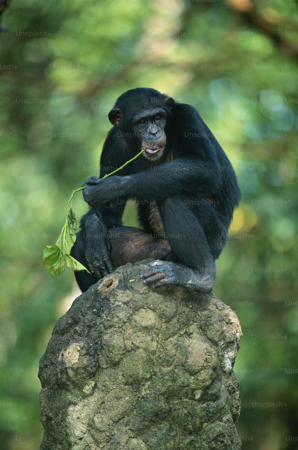 a monkey sitting on top of a rock eating a leaf