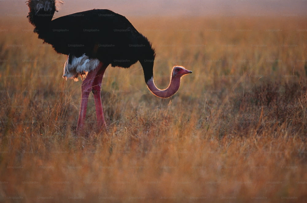an ostrich is standing in a field of tall grass