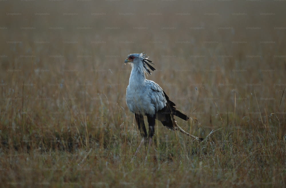 um grande pássaro branco em pé no topo de um campo de grama seca