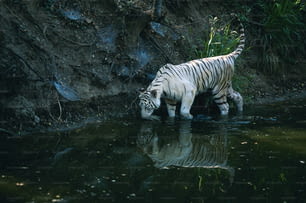 Un tigre blanco bebiendo agua de un estanque