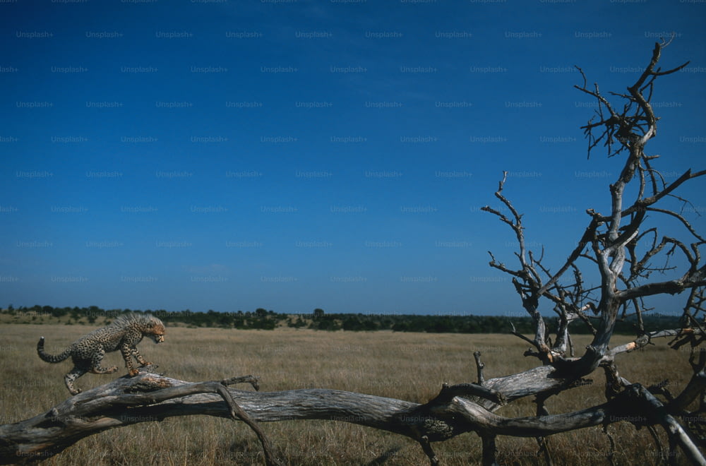 a dead tree in a field with a cat on it