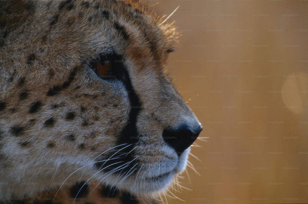 a close up of a cheetah's face with a blurry background
