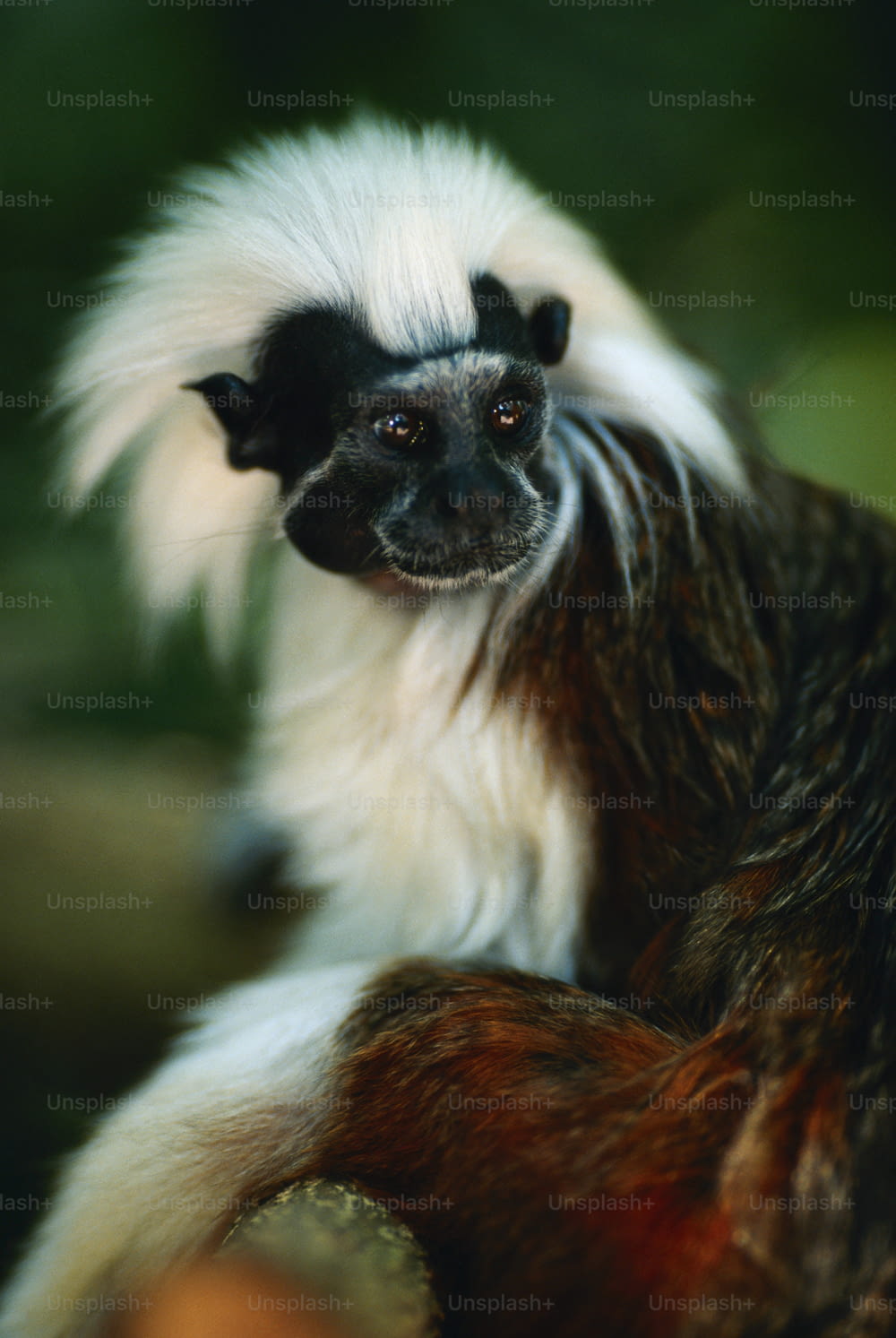 a white and black monkey sitting on top of a tree